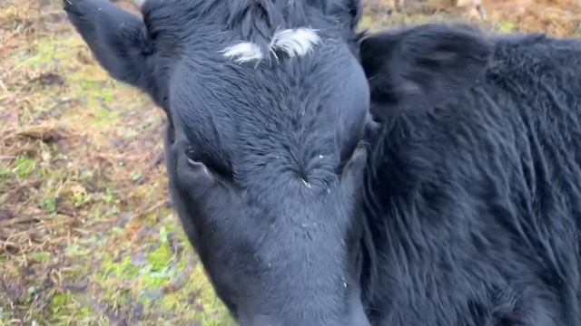 Имена коров которых не убьют. #animal #животные #коровы #бык #cowvideos #cow
