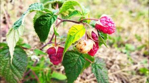 Ремонтантная малина Конёк-горбунок, первые ягоды после заморозков, засухи и хлороза, мои впечатления