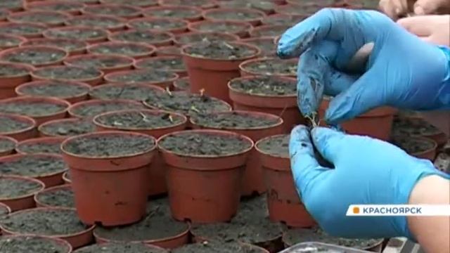 К лету на улицах Красноярска высадят пальмы, туи и более миллиона цветов смотреть онлайн