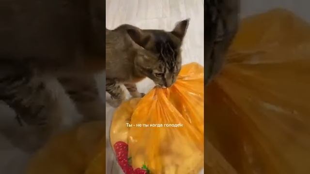 Смешные коты и кошки 2021 Лучшие приколы про кошек и котов. Funny Cats #2 смотреть онлайн