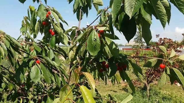Калининградский сад. Черешня. смотреть онлайн