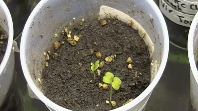 Brassica Plants смотреть онлайн