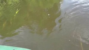 Рыбалка на ультролайт сплавом. Малая река черноземья.