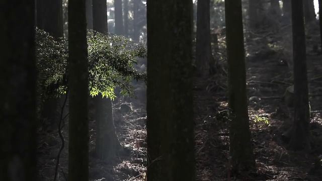 森の木琴 смотреть онлайн