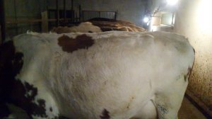 Вздутие у коровы, резать, прорезать или не паниковать