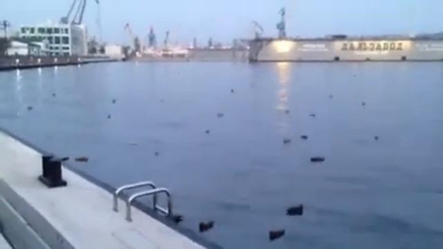 Мусор в бухте Золотой Рог смотреть онлайн