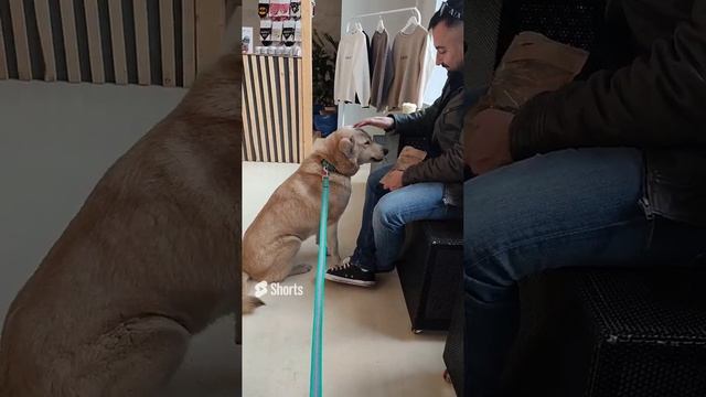 Чтобы погладить сперва покорми?