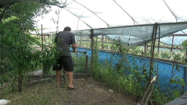 Как сделать насест для индюков? Веселая семейка смотреть онлайн