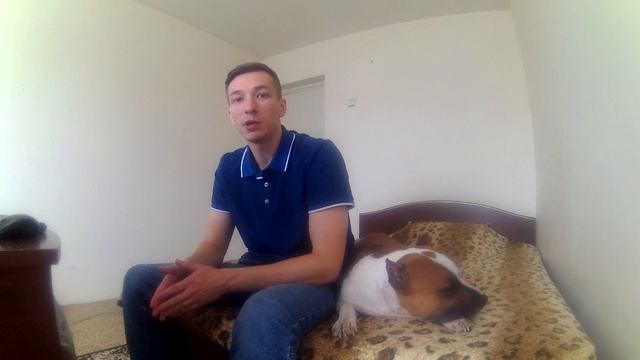 УПРАЖНЕНИЯ ДЛЯ ПРОКАЧКИ ПИТБУЛЯ\\АМСТАФФА смотреть онлайн
