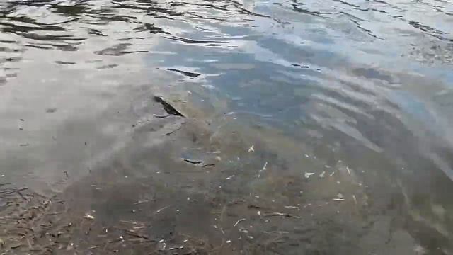 ольгово. платная рыбалка. карп трофейный. смотреть онлайн