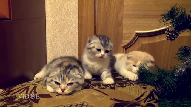 Котята зевнули по очереди смотреть онлайн