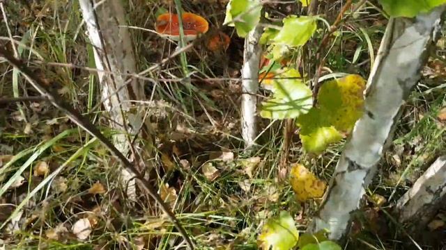 Осенние покатушки на  квадроцикле Motoland 110 Eagle.