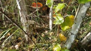 Осенние покатушки на  квадроцикле Motoland 110 Eagle.