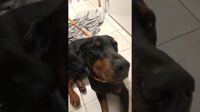 Друзья - доберман и бульдог смотреть онлайн