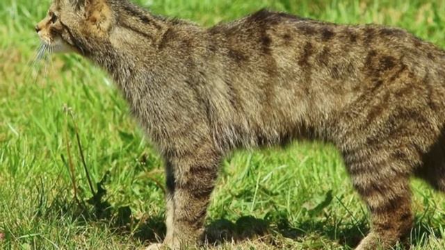 Они думали что спасли обычного кота. Но оказалось что это был … смотреть онлайн