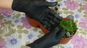 ? Суккуленты. Композиция из суккулентов. Садики в горшках. Succulents