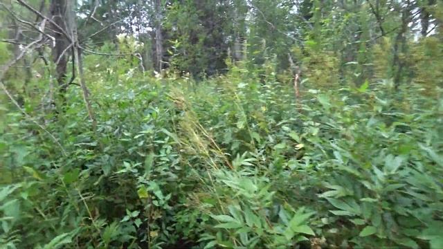 По грибы 4 августа 2019 (3/3)  наводнение в лесу, малина,шиповник