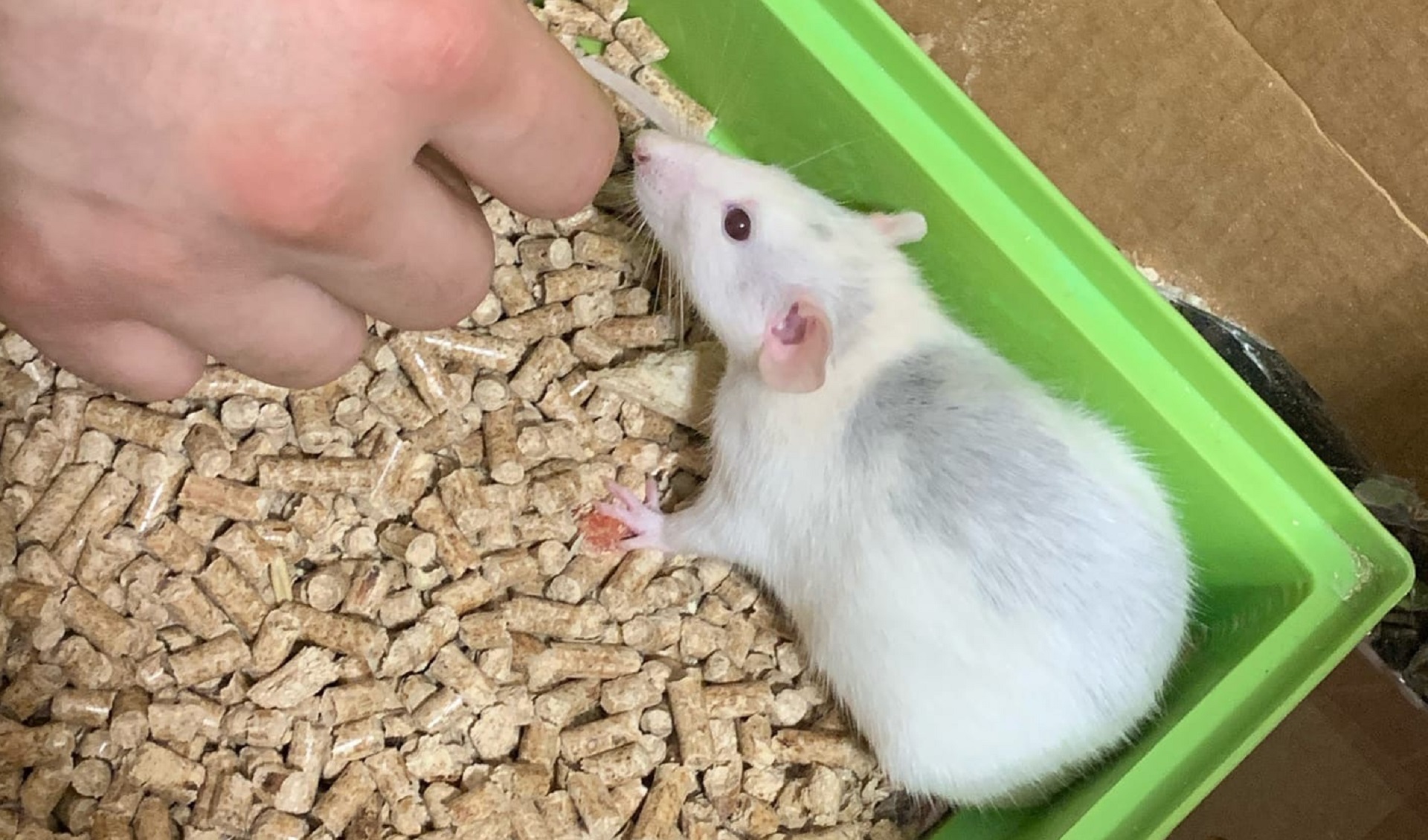 ПРИРУЧАЮ КРЫСУ К РУКАМ / КРЫСЯТАМ 9 ДНЕЙ ОТ РОДУ смотреть онлайн