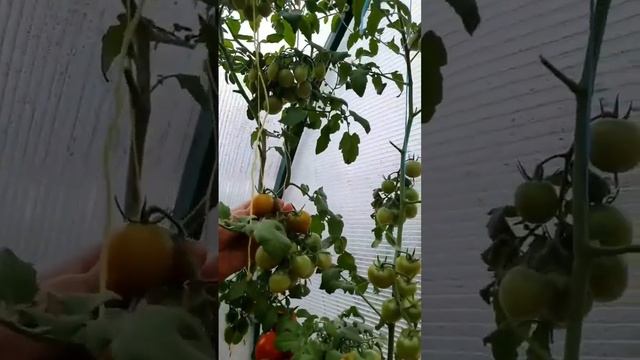 КАКОЙ ТОМАТ ТОЧНО СТОИТ ПОСАДИТЬ В 2023 ГОДУ?Для заказа пишите Вконтакте: Galina.tomat ?#помидоры