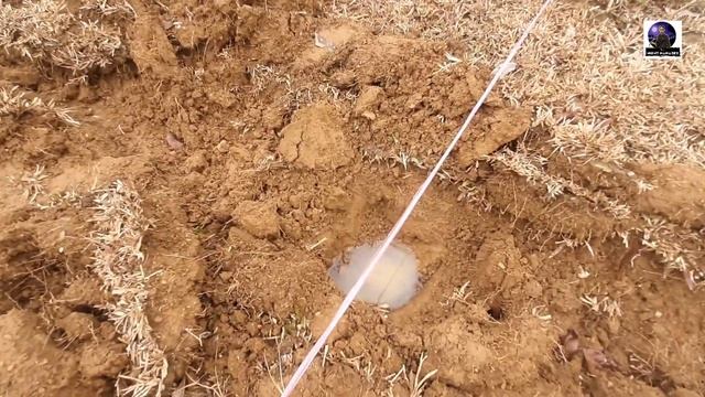 Beginners Guide on How to Plant Calamansi смотреть онлайн