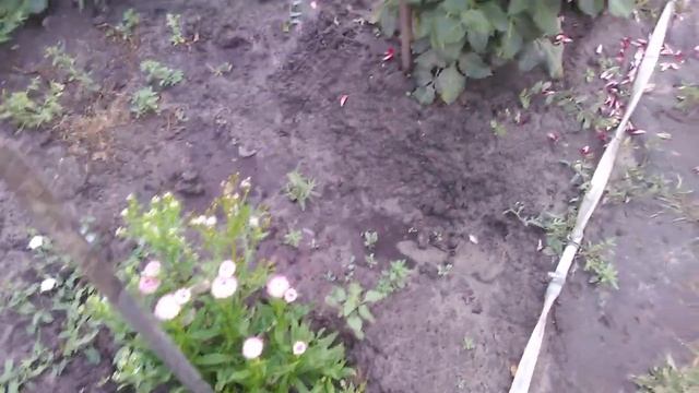 Груша Северянка. Сбор плодов и прогулка по саду. смотреть онлайн