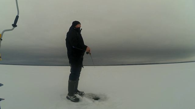 Ловля окуня на Рыбинском море на балансиры. Крупный окунь на Рыбинке зимой. Рыбалка 2021 смотреть онлайн