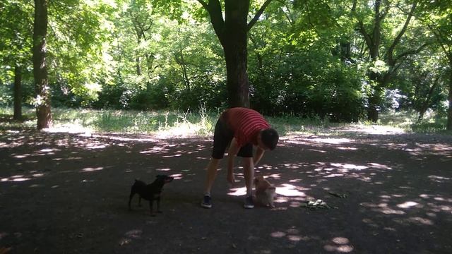 ДРЕССИРОВКА ШПИЦА | ШПИЦ ПОМЕРАНСКИЙ | ТРЮКИ С ПОМЕРАНСКИМ ШПИЦОМ