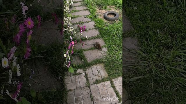 Крыс
