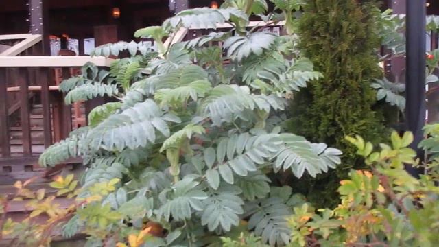 Melianthus major a Tropical looking Plant for the North смотреть онлайн