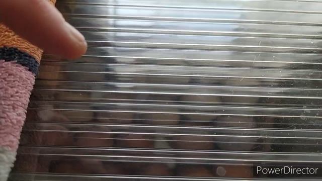 ❗брудер для цыплят? ❗своими руками?. смотреть онлайн