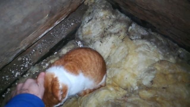 КУПИЛИ ДОМ В ДЕРЕВНЕ ТАКОГО МОРОЗА У НАС ЕЩЕ НЕ БЫЛО. КАК ВЫЖИВАЮТ ЖИВОТНЫЕ смотреть онлайн