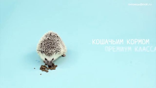 6 фактов о ежах смотреть онлайн