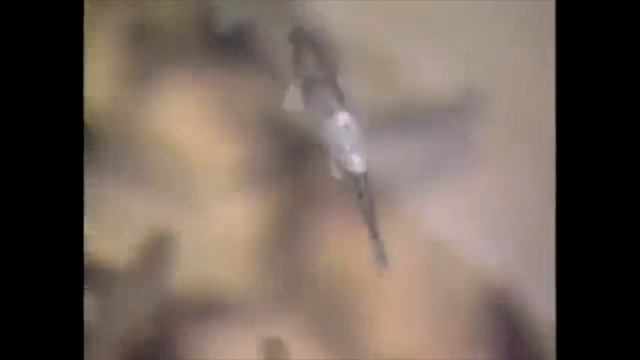 Columnaris Flexibacter (columnaris) - Bacterial Diseases In Trout - Signs, Identification, Treatmen