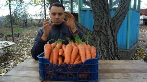 ТЕХНОЛОГИЯ ВЫРАЩИВАНИЯ МОРКОВИ ОТ ПОДГОТОВКИ СЕМЯН ДО СБОРА УРОЖАЯ