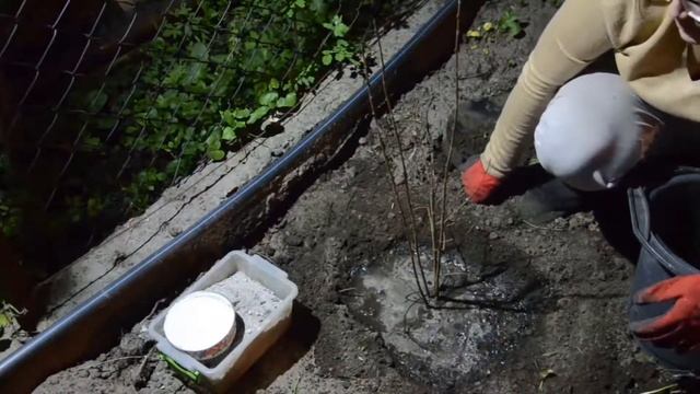 Бирючина/Живая изгородь из бирючины/Посадка бирючины