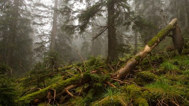 Как в лесу, лесу зелёном, где растут дубы. Собирала на поляне девушка грибы. смотреть онлайн