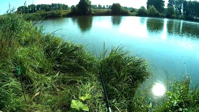 Рыбалка. Карпики и добрые караси просто не давали скучать.. Полезные советы для ловли толстолобика смотреть онлайн