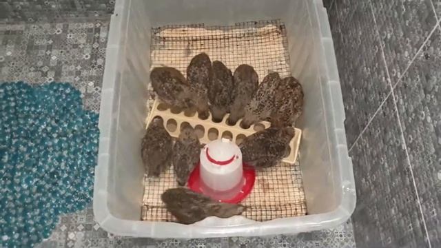 ПРОБУЮ ЧАЙ ИЗ ФИКС ПРАЙС, ТЕПЕРЬ ЗНАЮ ЧТО ПОДАРИТЬ НА НОВЫЙ ГОД/ВКУСНЫЙ ЗАВТРАК/ПРИВЕЗЛИ СЕНО смотреть онлайн