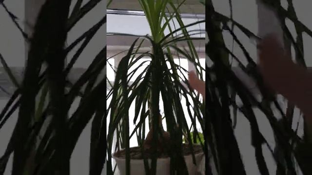 Нолина, бокарнея, бутылочное дерево. смотреть онлайн