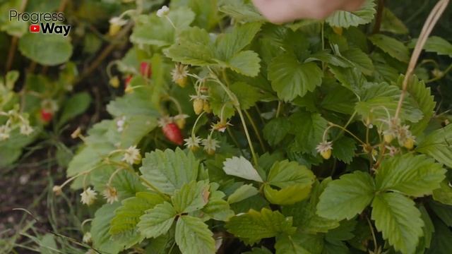 Защищаю Клубнику В Сентябре От Вредителей И Болезней ПРОСТЫМИ Способами! Клубники Всегда Много! смотреть онлайн