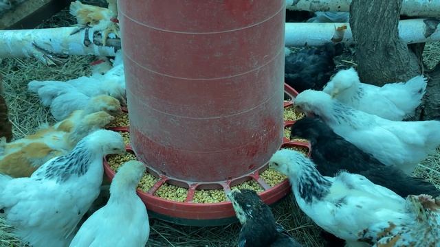 замачивайте или проращивайте пшеницу, цыплята обожают [4K] смотреть онлайн