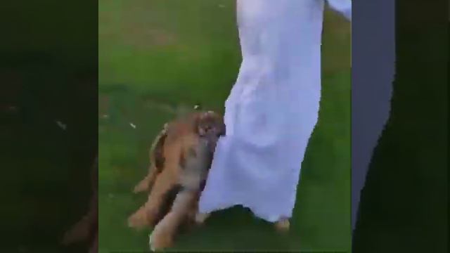 Какой звери себя держит арабские шейхи богатые люди смотреть онлайн