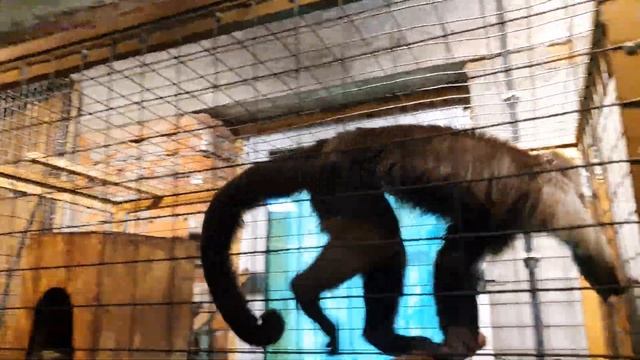 Крокодиловая ферма - Парфентьево (Коломна) смотреть онлайн