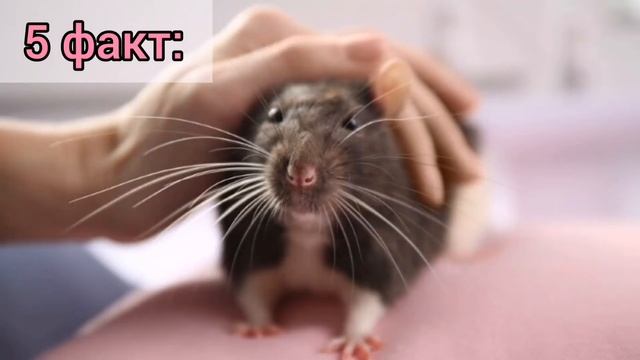 10 интересных фактов о крысах смотреть онлайн