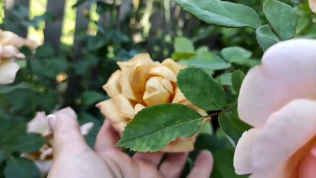 Мой маленький розовый рай 2021 смотреть онлайн