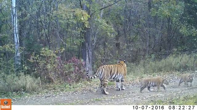 Тигрица Рашель с тигрятами смотреть онлайн