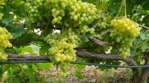 Виноград Кишмиш Долгожданный Обзор сорта  на 27.07 ( Grapes Dolgojdanniy)