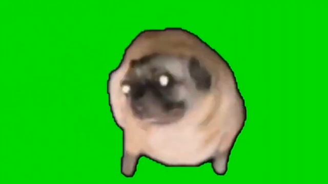 мопс флексит под инстасамку смотреть онлайн