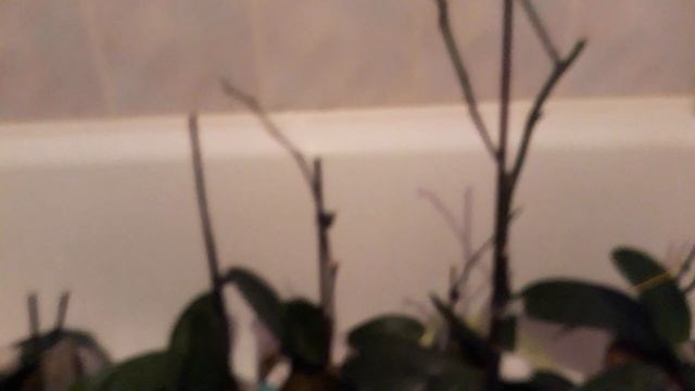 Народные средства борьбы с клещами на орхидеях смотреть онлайн