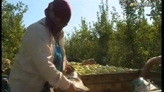 В сельхозугодьях Краснодара идет уборка поздних сортов яблок смотреть онлайн